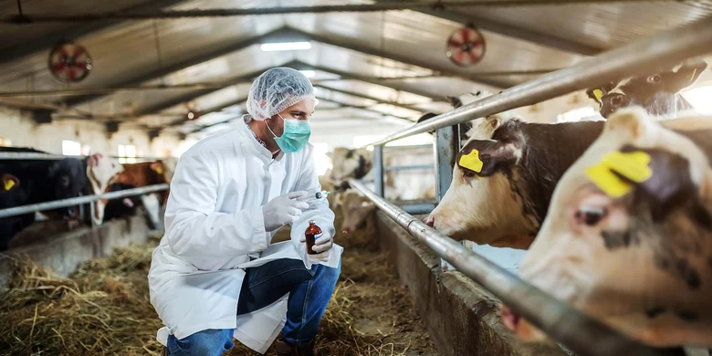 Tierarzt mit Schutzkleidung und Mundschutz untersucht Rinder im Stall und hält Medikamentenflasche in der Hand.