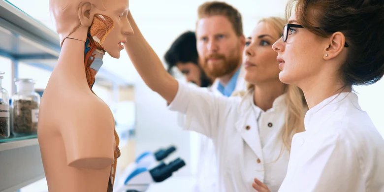 Medizinstudierende betrachten anatomisches Torsomodell während einer Lehrveranstaltung im Labor.