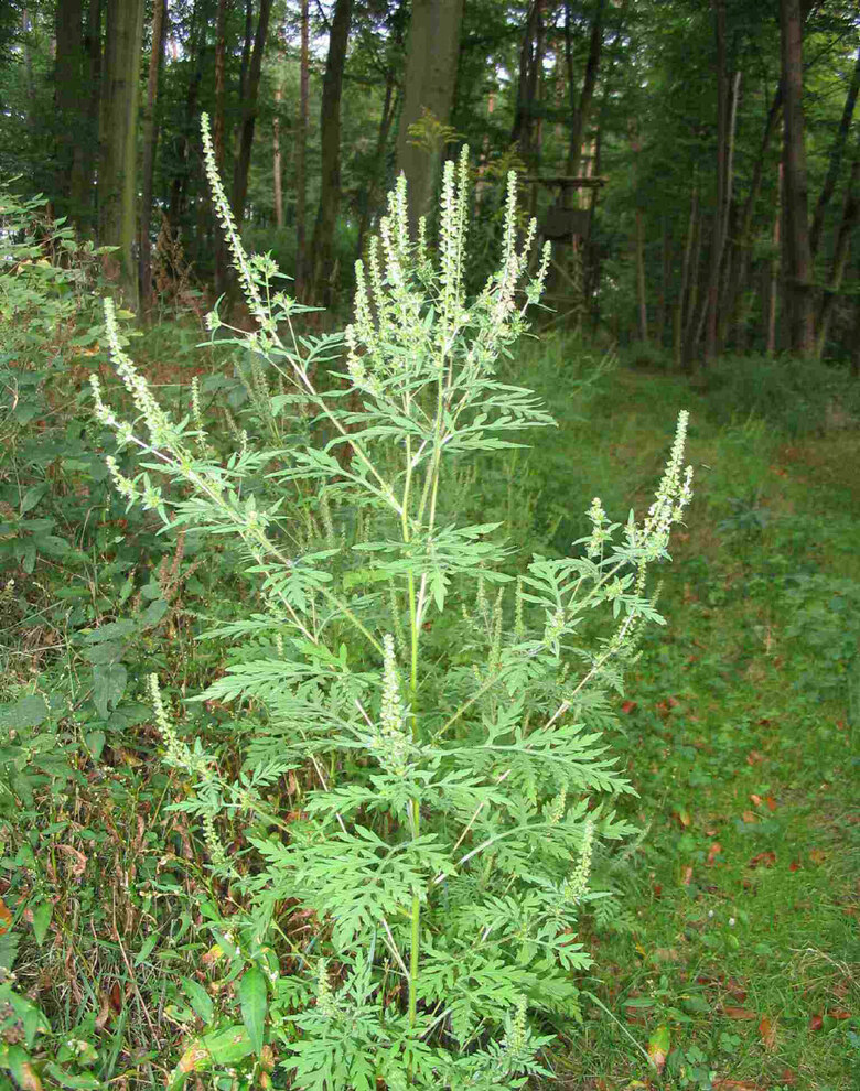 Beifußambrosie mit hellgrünen Blütenständen und gefiederten Blättern am Waldrand im natürlichen Lebensraum.