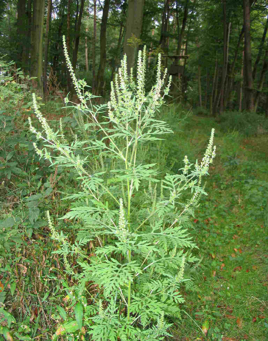 Eine auffällige Pflanze im Wald