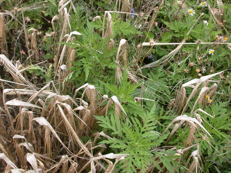 Beifußambrosie mit gefiederten Blättern zwischen reifer Gerste mit Ähren und Wildkräutern im Getreidefeld.