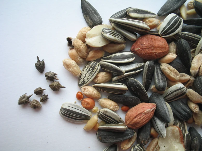 Mischung aus Sonnenblumenkernen, Erdnüssen und Samen mit Ambrosia-Samen als Verunreinigung im Vogelfutter.