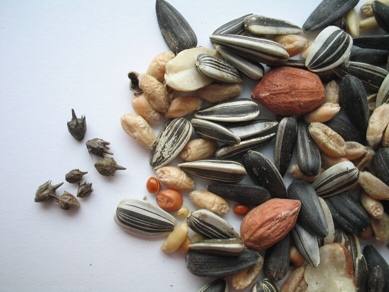 Mischung aus Sonnenblumenkernen, Erdnüssen und Samen mit Ambrosia-Samen als Verunreinigung im Vogelfutter.