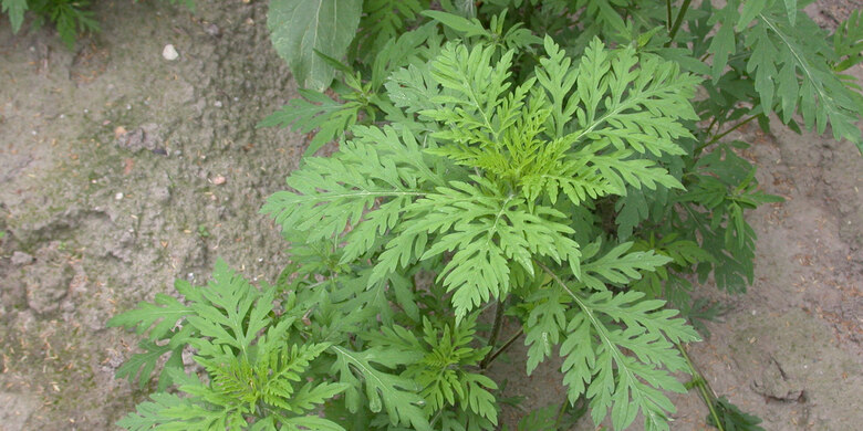 Beifußambrosie mit doppelt gefiederten Blättern und behaarten Stängeln auf Asphalt, Aufsicht zur Bestimmung.