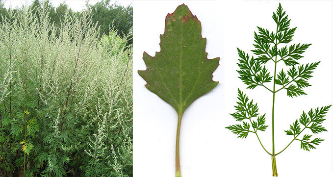 Bilder von Pflanzen, mit denen die Beifußambrosie verwechselt werden kann