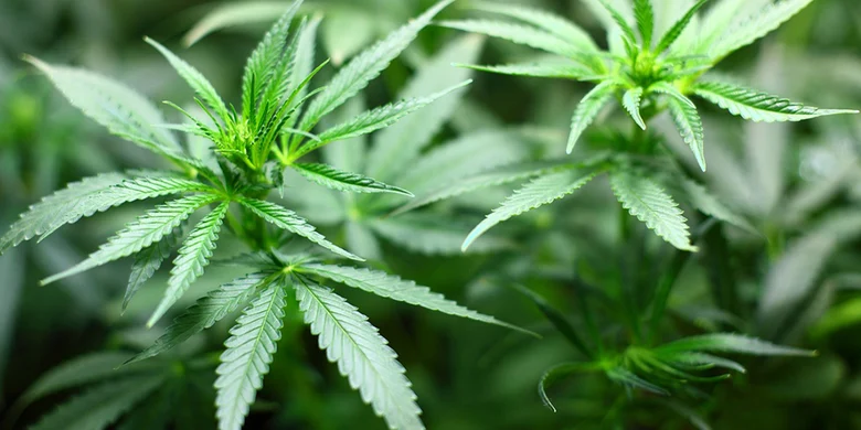 Nahaufnahme Cannabispflanzen mit gezackten Blättern vor unscharfem grünen Hintergrund.